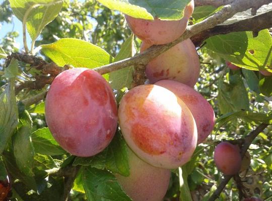 Prunus d. 'Victoria'