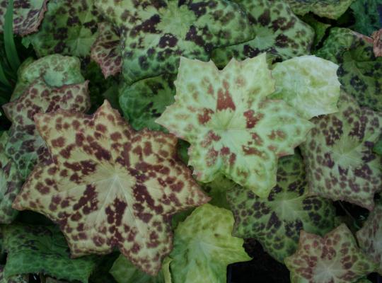 Podophyllum versipelle 'Spotty Dotty'