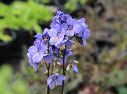 Polemonium Bressingham Purple