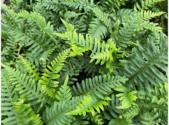 Polypodium vulgare