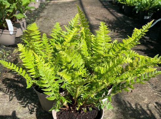 Polystichum aculeatum