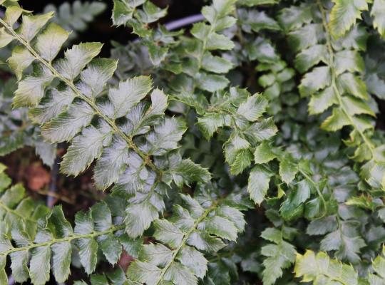 Polystichum polyblepharum