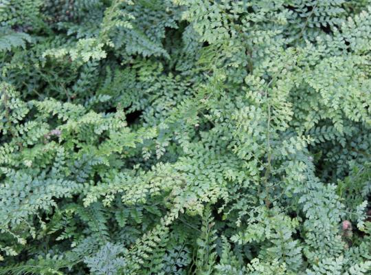 Polystichum set. 'Herrenhausen'