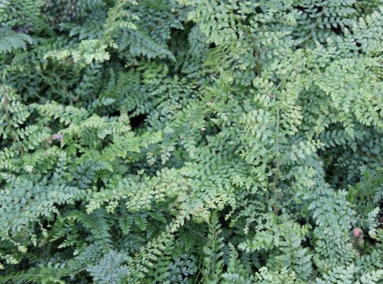 Polystichum setiferum Herrenhausen