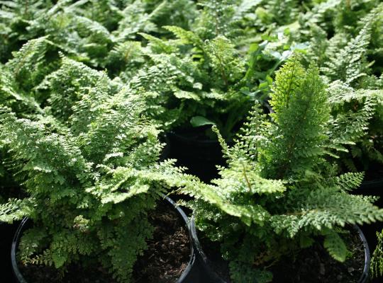 Polystichum setiferum Plumosodensum