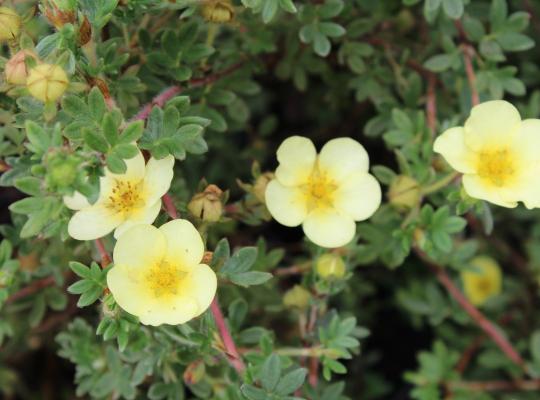 Potentilla f. 'Primrose Beauty'