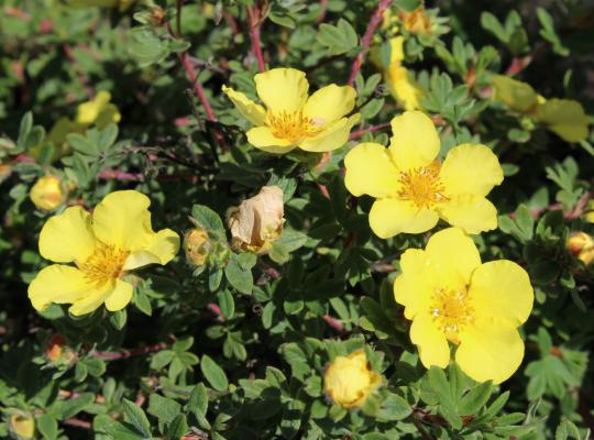 Potentilla f. 'Elizabeth'