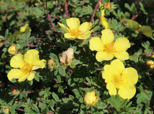 Potentilla fruticosa Elizabeth