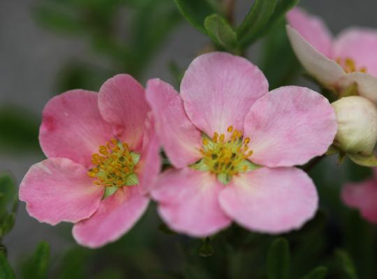 Potentilla fruiticosa 'Lovely Pink'