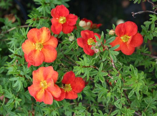 Potentilla fruticosa Red Ace