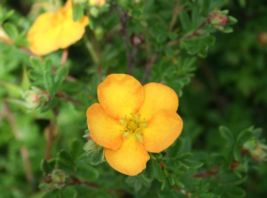 Potentilla fruticosa Tangerine