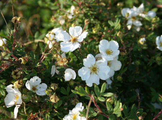 Potentilla fruticosa Abbottswood