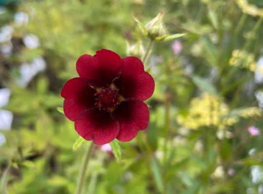 Potentilla thurberi Monarch's Velvet