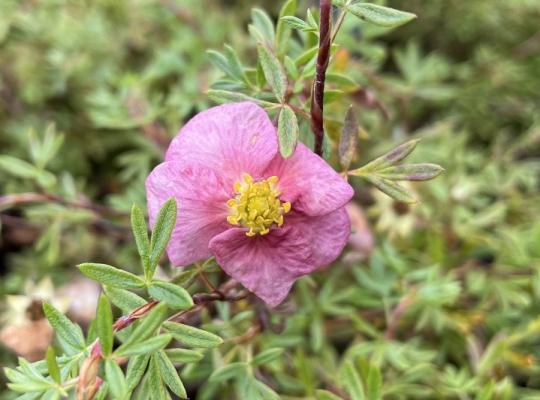 Potentilla fruticosa Pretty Polly