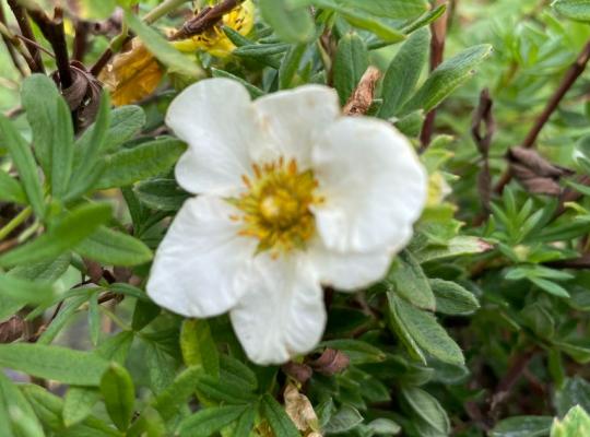 Potentilla fruti. Tilford Cream