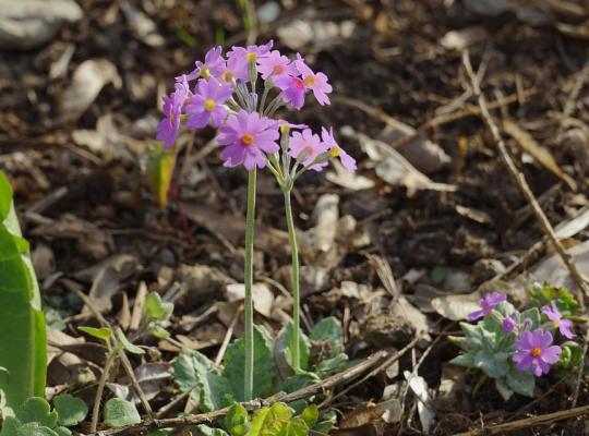 Primula beesiana