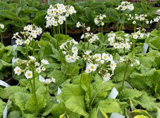 Primula japonica Alba