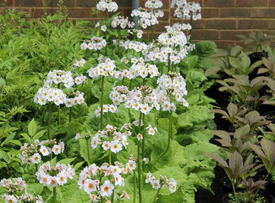 Primula japonica Postford White