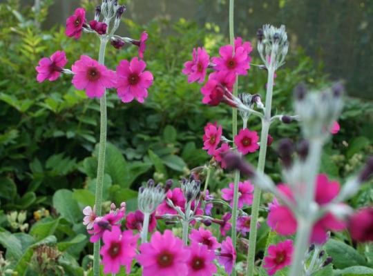 Primula pulverulenta