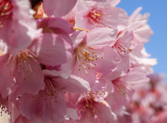 Prunus serr. 'Beni-yutaka'
