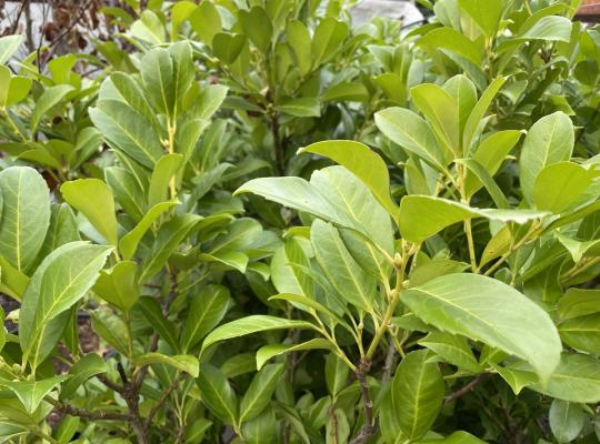 Prunus laurocerasus Etna