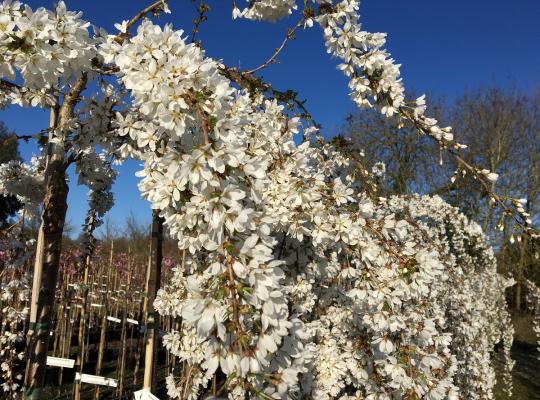 Prunus Hilling's Weeping