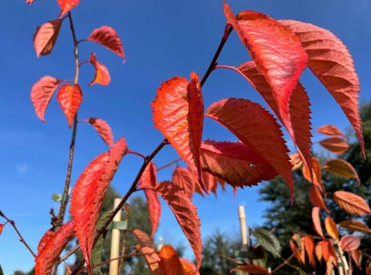 Prunus Kursar