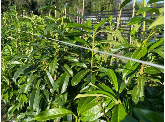 Prunus laurocerasus Genolia