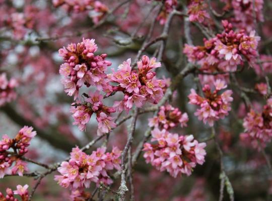 Prunus x incam Okame