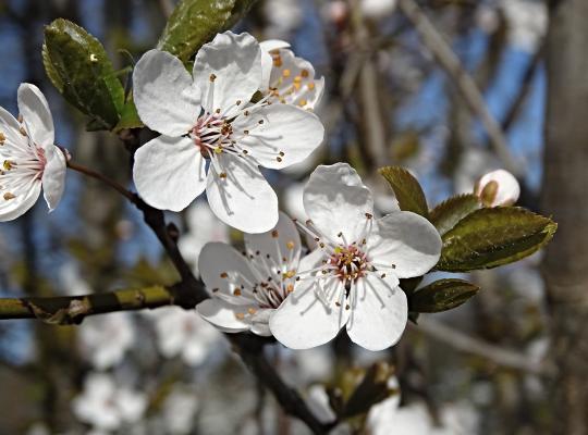 Prunus 'Pandora'