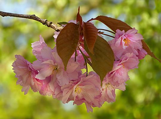 Prunus Pink Perfection