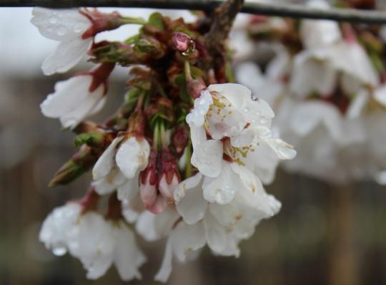 Prunus Snow Showers