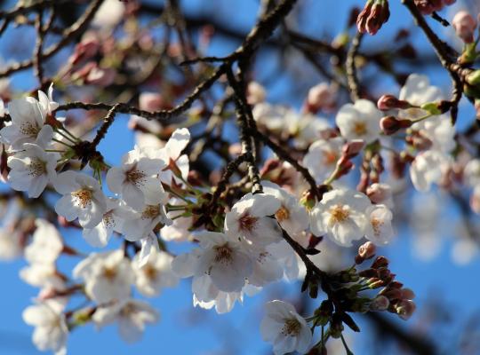 Prunus The Bride