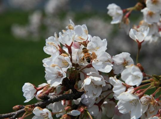 Prunus x subhirtella Autumnalis