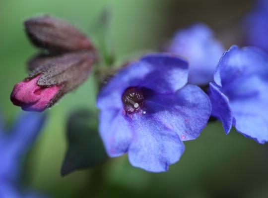 Pulmonaria 'Blue Ensign'
