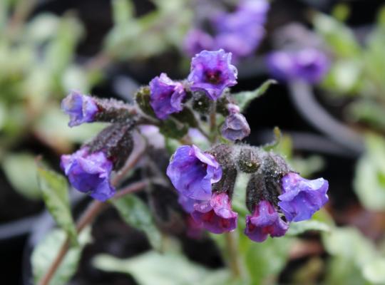 Pulmonaria Diana Clare