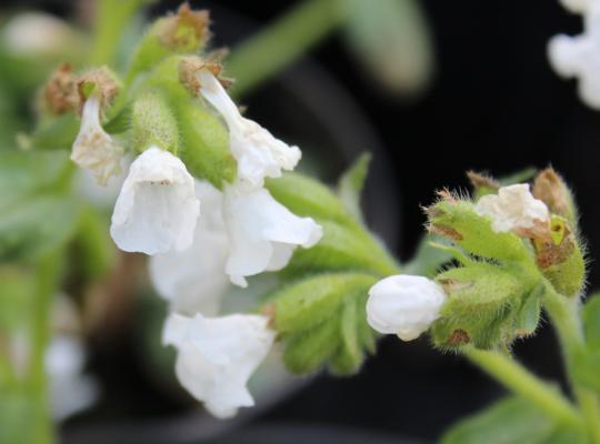 Pulmonaria Ice Ballet