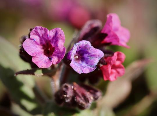 Pulmonaria Pretty in Pink