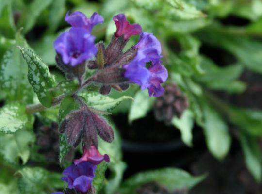 Pulmonaria saccharata 'Silverado'