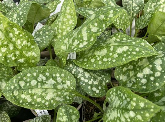 Pulmonaria off. 'Sissinghurst White