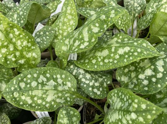 Pulmonaria officinalis Sissinghurst White