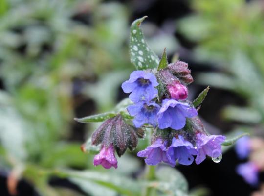 Pulmonaria 'Trevi Fountain'