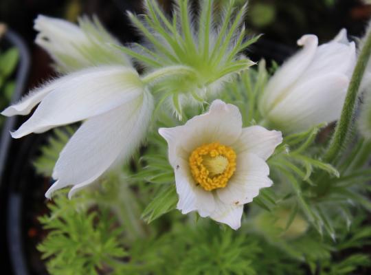 Pulsatilla vulgaris Alba