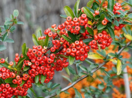 Pyracantha coccinea Red Column