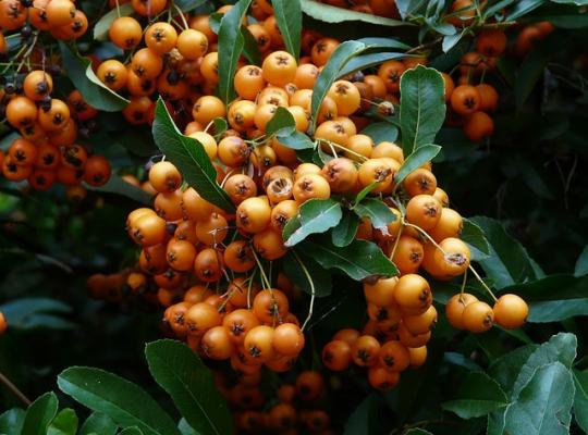 Pyracantha Orange Charmer