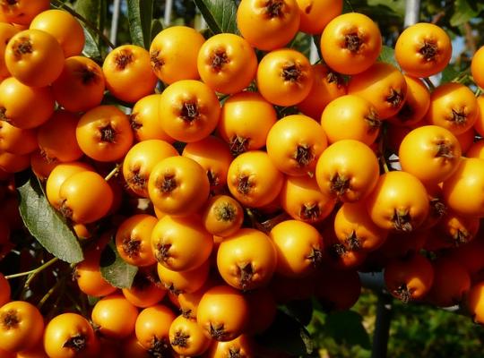 Pyracantha 'Orange Glow'