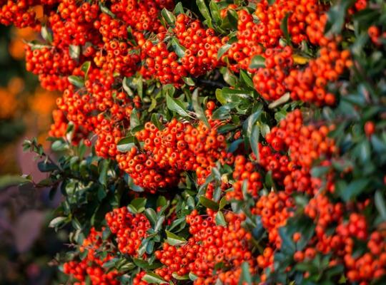 Pyracantha 'Saphyr Rouge'