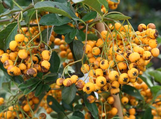 Pyracantha 'Soleil d'Or'
