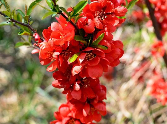 Chaenomeles x superba Red Joy