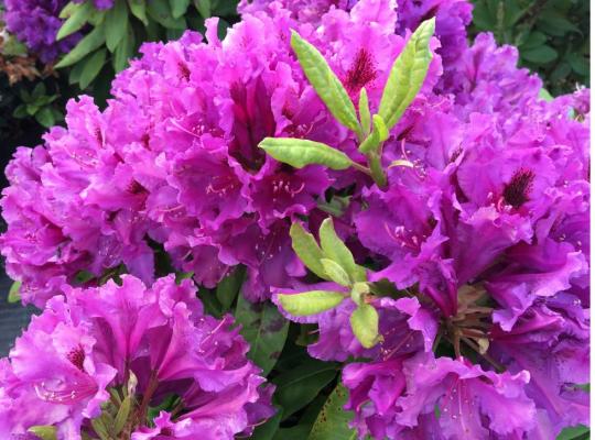 Rhododendron Azurro